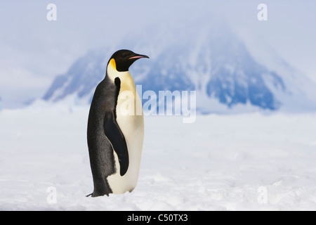 Pinguino imperatore profilo permanente in Antartide vasto campo di neve rendendo il contatto visivo blizzard tempesta di neve e lo sfondo di montagna Foto Stock