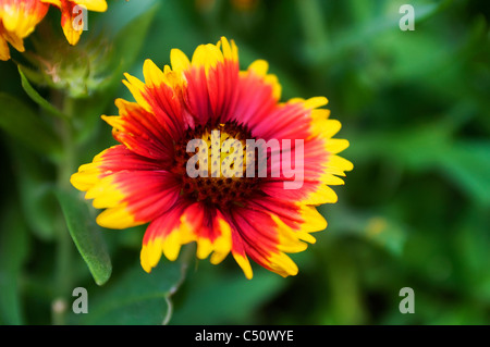 Firewheel petali di fiori Foto Stock