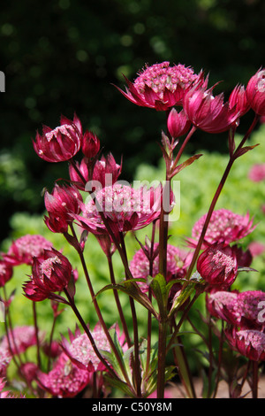 Rosso dei fiori della pianta di giardino Astrantia major Hadspen sangue Foto Stock