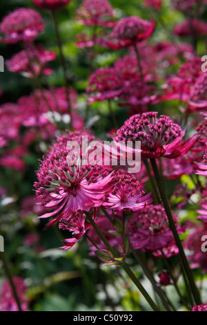 Rosso dei fiori della pianta di giardino Astrantia major nozze di rubino Foto Stock