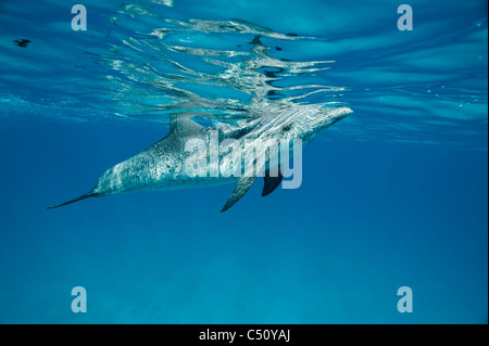 Macchiato atlantico Delfino Stenella frontalis Atlantischer Fleckendelfin Bimini Bahamas Caraibi subacquea manto per adulti Foto Stock