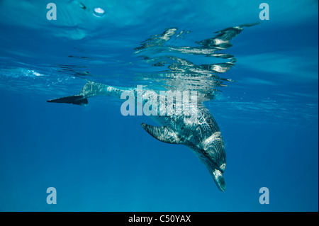 Macchiato atlantico Delfino Stenella frontalis Atlantischer Fleckendelfin Bimini Bahamas Caraibi subacquea Immersioni per adulti Foto Stock