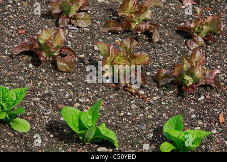 Giovani piante di lattuga trapiantate in orto Foto Stock