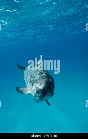 Macchiato atlantico Delfino Stenella frontalis Atlantischer Fleckendelfin Bimini Bahamas Caraibi adulto subacquea Foto Stock