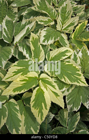 Massa variegata sambuco - Aegopodium podagraria variegatum "" Foto Stock