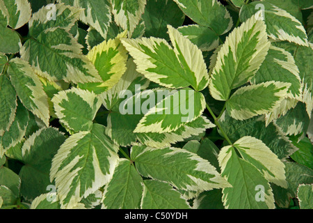 Massa variegata sambuco - Aegopodium podagraria variegatum "" Foto Stock