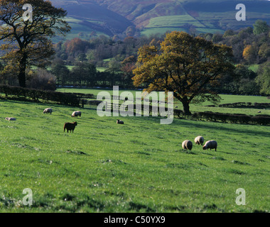 Thornhill e Shatton Moor, Peak District, Derbyshire. REGNO UNITO. Foto Stock