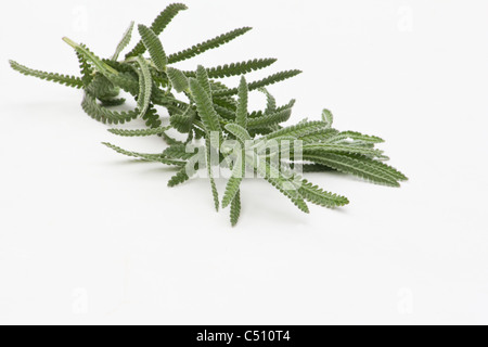 Talee di lavanda su sfondo bianco Foto Stock