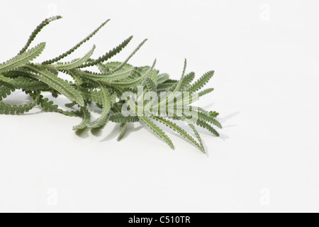 Talee di lavanda su sfondo bianco Foto Stock