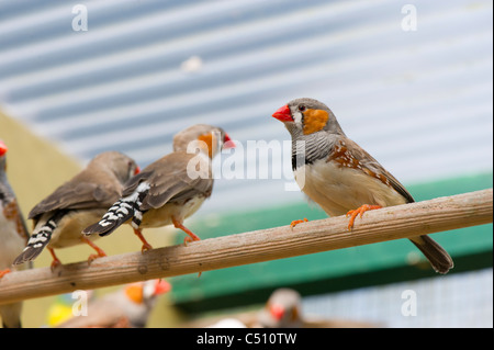 Zebra finches e cocorite in caso di uccelli Foto Stock