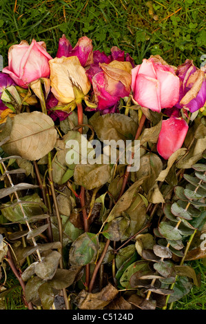 Le rose decadimento in un gruppo su erba verde Foto Stock