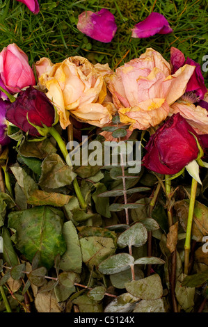 Le rose decadimento in un gruppo su erba verde Foto Stock