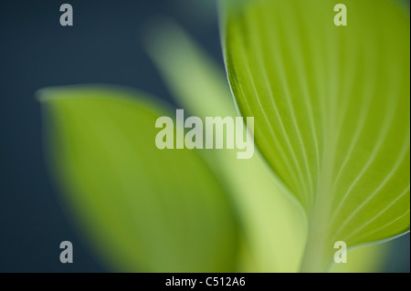 Giugno piantaggine Lily vicino ups Foto Stock