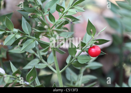 Macellerie ginestra (Ruscus aculeatus) un'antica foresta scopa. Foto Stock