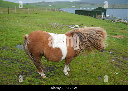 Pony Shetland vicino Ponte spazzate dal vento delle pareti, Continentale, Shetland. SCO 7417 Foto Stock