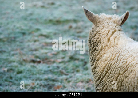 Pecore nel campo Foto Stock