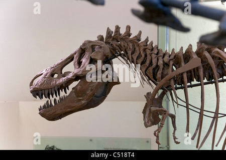 T-Rex , il Museo Americano di Storia Naturale di New York City Foto Stock