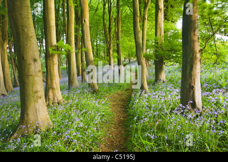 Bluebells (Hyacinthoides non scripta) in faggio (Fagus sp) bosco. Priors legno. North Somerset. In Inghilterra. Regno Unito. Foto Stock