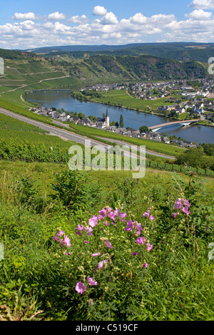 Il villaggio del vino piesport al fiume Moselle, RENANIA-PALATINATO, Germania Foto Stock