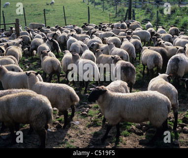 Sheep, Peak District, Derbyshire. REGNO UNITO. Foto Stock