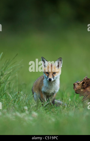 Fox Cub giocando nella luce della sera (Vulpes vulpes vulpes) Foto Stock