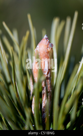 Punta di un pino ( Pinus sylvestris ) ramo di albero Foto Stock