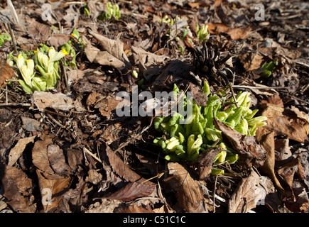 Primi piantine che emergono dal suolo all'inizio di Primavera , Finlandia Foto Stock