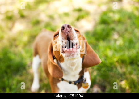 Ritratto di Beagle ululati Foto Stock