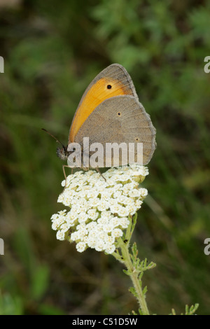 Prato farfalla marrone (Maniola jurtina) Foto Stock