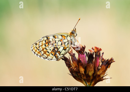 Twin-spot fratillery butterfly (Brenthis hecate) che mostra la parte inferiore del parafango Foto Stock