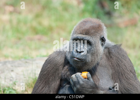 Close-up di una femmina di gorilla silverback Foto Stock