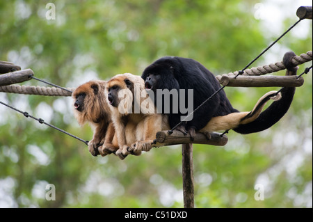 Scimmie urlatrici fonazione su una fune Foto Stock