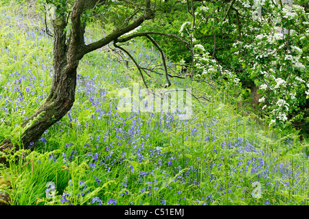 Bluebells nel bosco, Sonley legno a Farndale in North York Moors National Park Foto Stock