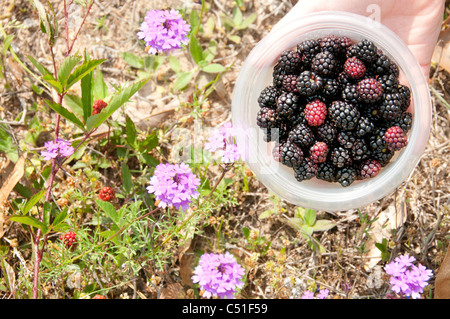 Ciotola di raccolti freschi frutti neri di bosco Foto Stock