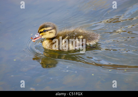 Giovani Anatra Anatra solo nuotare mallard piume fuzzy Foto Stock