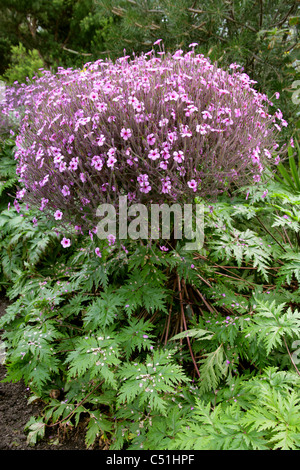 Madeira Cranesbill, Geranium maderense, Geraniaceae. Foto Stock