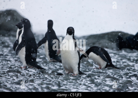 Gruppo di Adelie e di pinguini dal sottogola in Antartide blizzard sul roccioso coperto di neve beach 1 bird rendendo il contatto con gli occhi il suo pinne fino Foto Stock