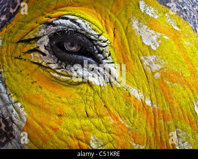 Close up di elefanti occhio decorate e dipinte per Jaipur elephant Festival, India Foto Stock