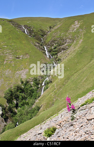 Tubo di lancio Cautley la cascata nel Howgills Cumberland England Regno Unito visto con un wild foxglove in primo piano Foto Stock