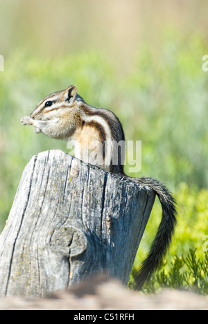 Almeno Scoiattolo striado sul post Foto Stock