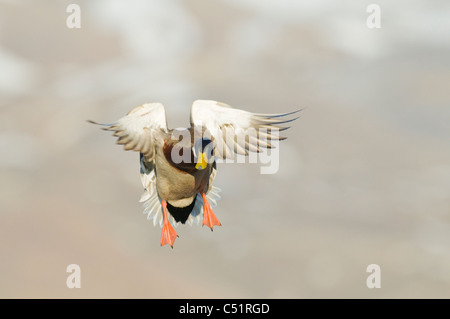 Drake il germano reale (Anas platyrhynchos) in atterraggio Foto Stock