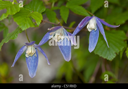 Wild clematide alpina (Clematis alpina), Alpi, Italia Foto Stock