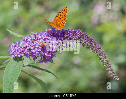 Verde scuro Fritillary Butterfly (argynnis aglaga) e miele delle api su Wild Buddleia, Dolomiti, Italia Foto Stock