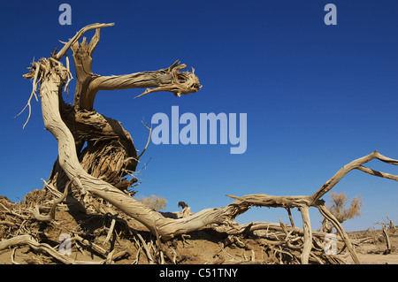 Albero morto di diversifolia populus nel deserto della Cina Foto Stock