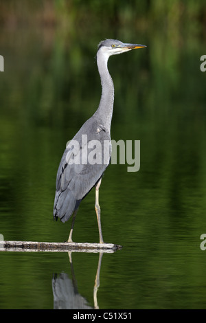 Airone cenerino, Ardea cinerea, giovane singolo uccello mediante acqua, Midlands, Giugno 2011 Foto Stock