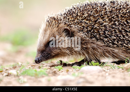 Riccio, Erinaceus europaeus, unico mammifero, Midlands, Giugno 2011 Foto Stock