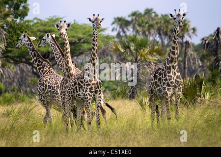 Giraffa camelopardalis Giraffa Saadani Tanzania Africa Foto Stock