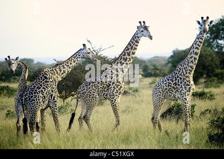 Giraffa camelopardalis Giraffa Saadani Tanzania Africa Foto Stock