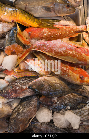 Pesce fresco al mercato pubblico in Rochester New York Foto Stock