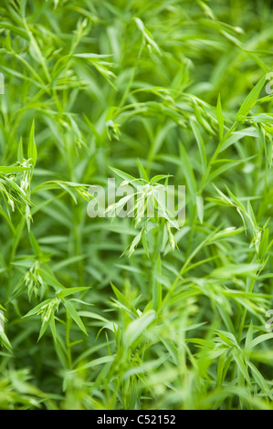 Campo di semi di lino o comuni o lino, Linum usitatissimum, in Cotswolds, England, Regno Unito Foto Stock